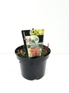 Imperata cylindrica ‘Red baron’