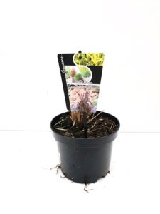 Pennisetum Alopecuroides 'Hameln'