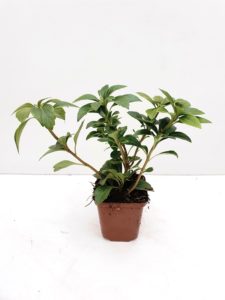 Pachisandra