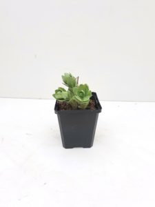 Sedum