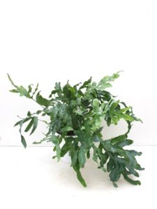 Phlebodium 'Blue star' in pot