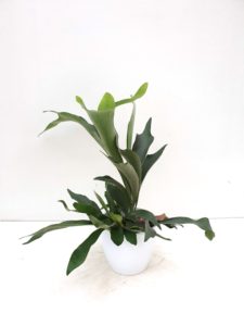 Platicerium Bifurcatum in pot