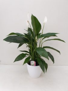 Spathiphyllum in pot