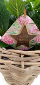 Tuinhortensia in mand