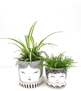 Schattige potjes met leuke kamerplantjes