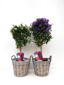 Solanum in mand