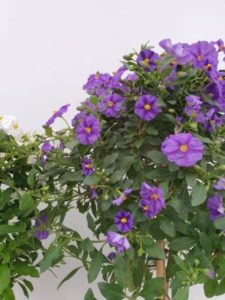 Solanum in mand