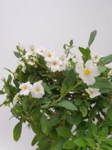 Solanum in mand