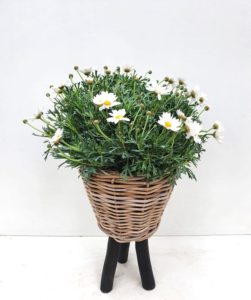Margriet op pootjes