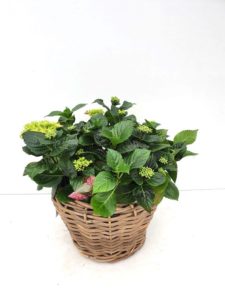 Tuinhortensia in mand