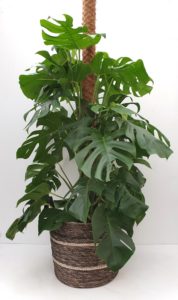 Monstera Deliciosa