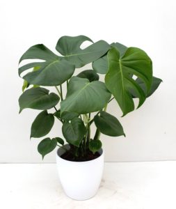 Monstera Deliciosa in pot