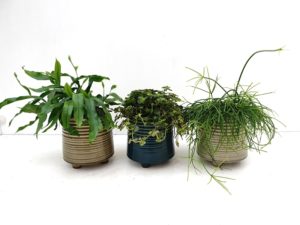Plant vindt pot