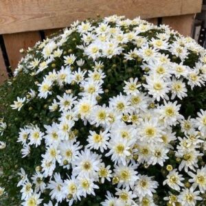 Chrysant