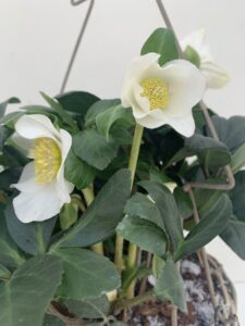 Wintervaste Helleborus detail
