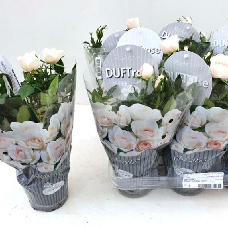Echt geurende Rozen