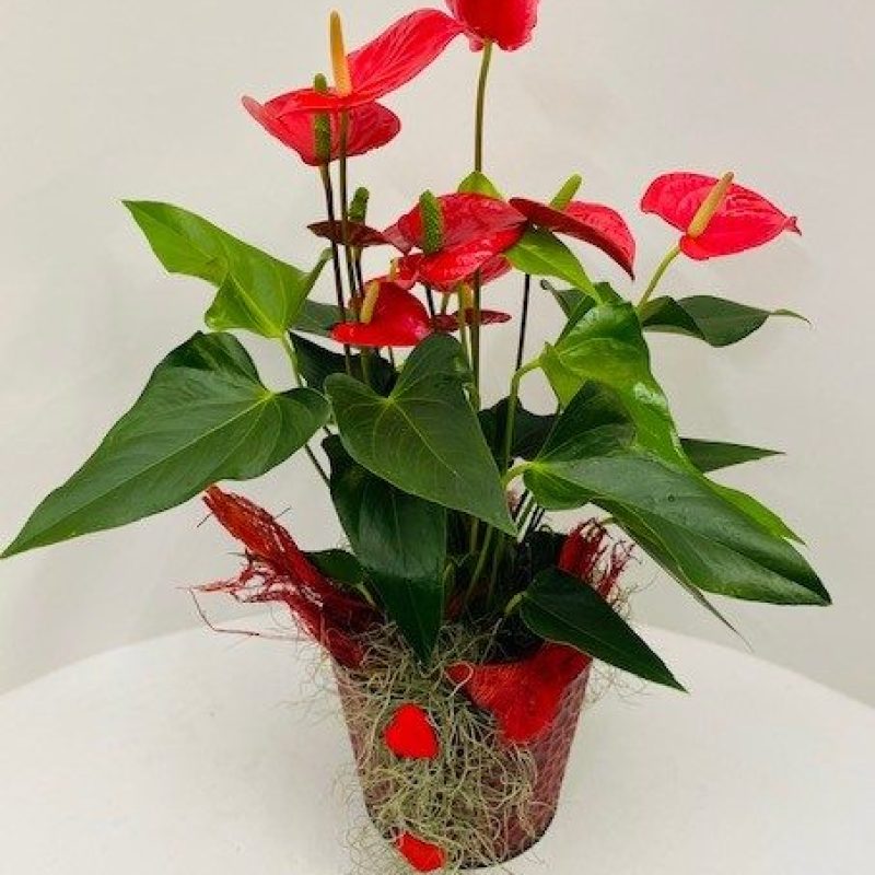 Anthurium Valentijn 2022