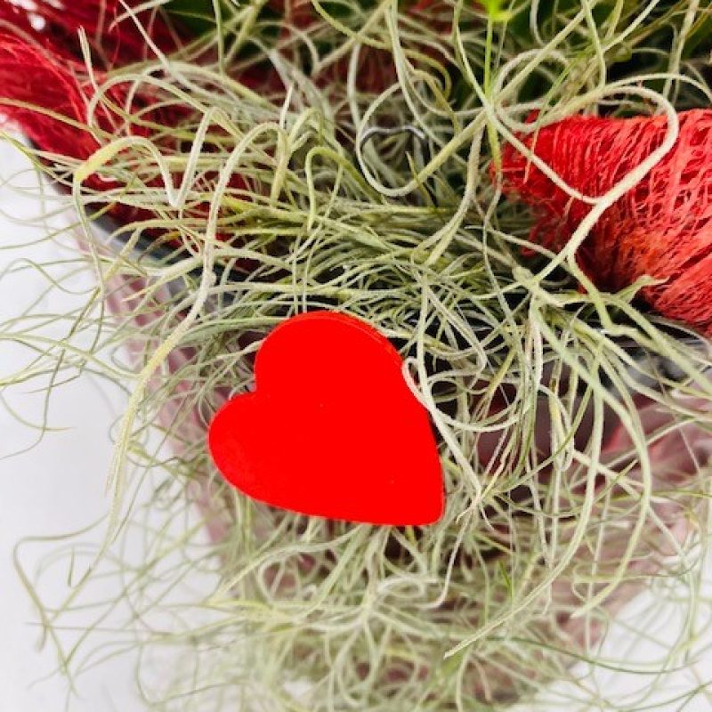 Anthurium Valentijn 2022 pot