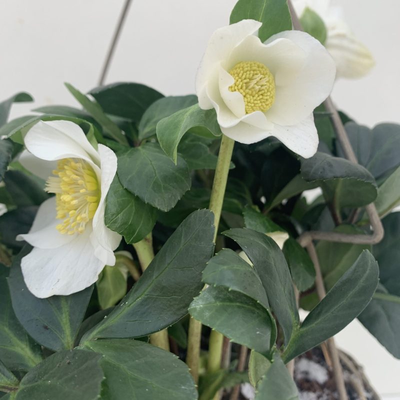 Wintervaste Helleborus detail