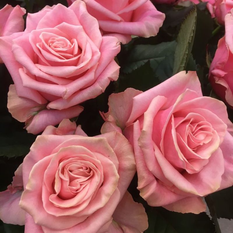 roze roos webshop